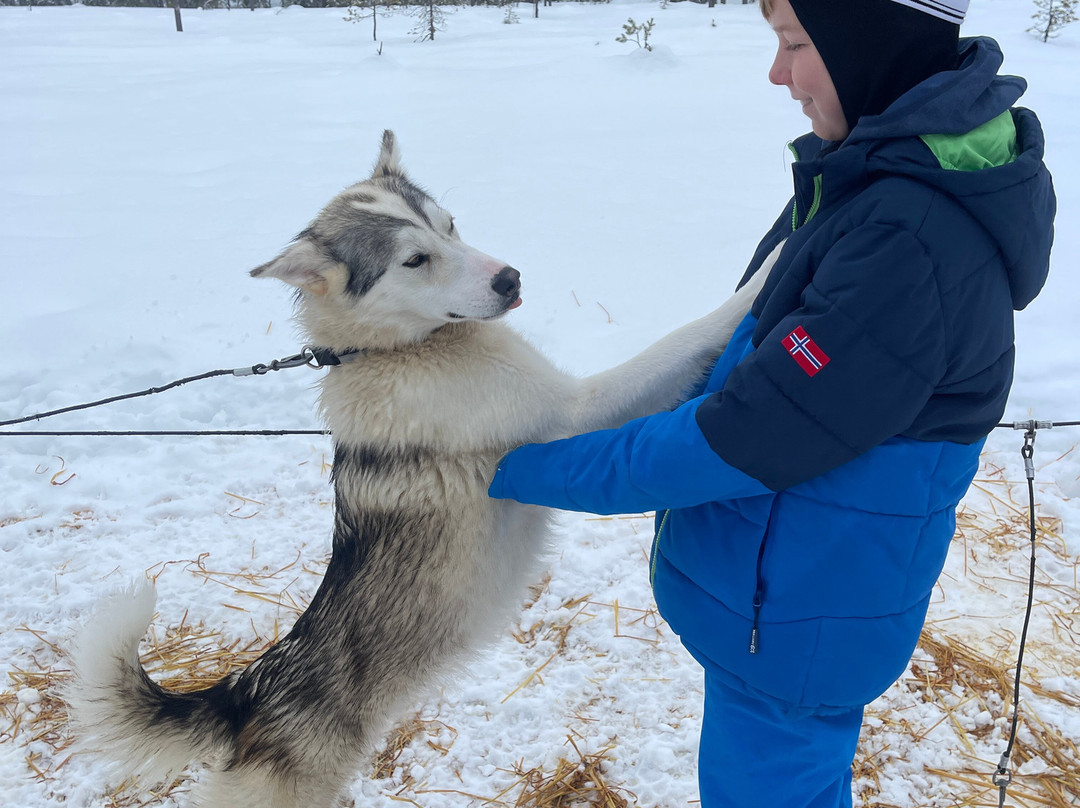 Trysil Husky-Torberget必去景点