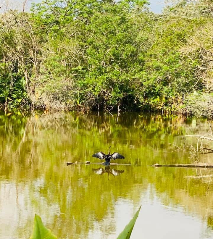 Parque Roberto Burle Marx-圣若泽杜斯坎普斯必去景点