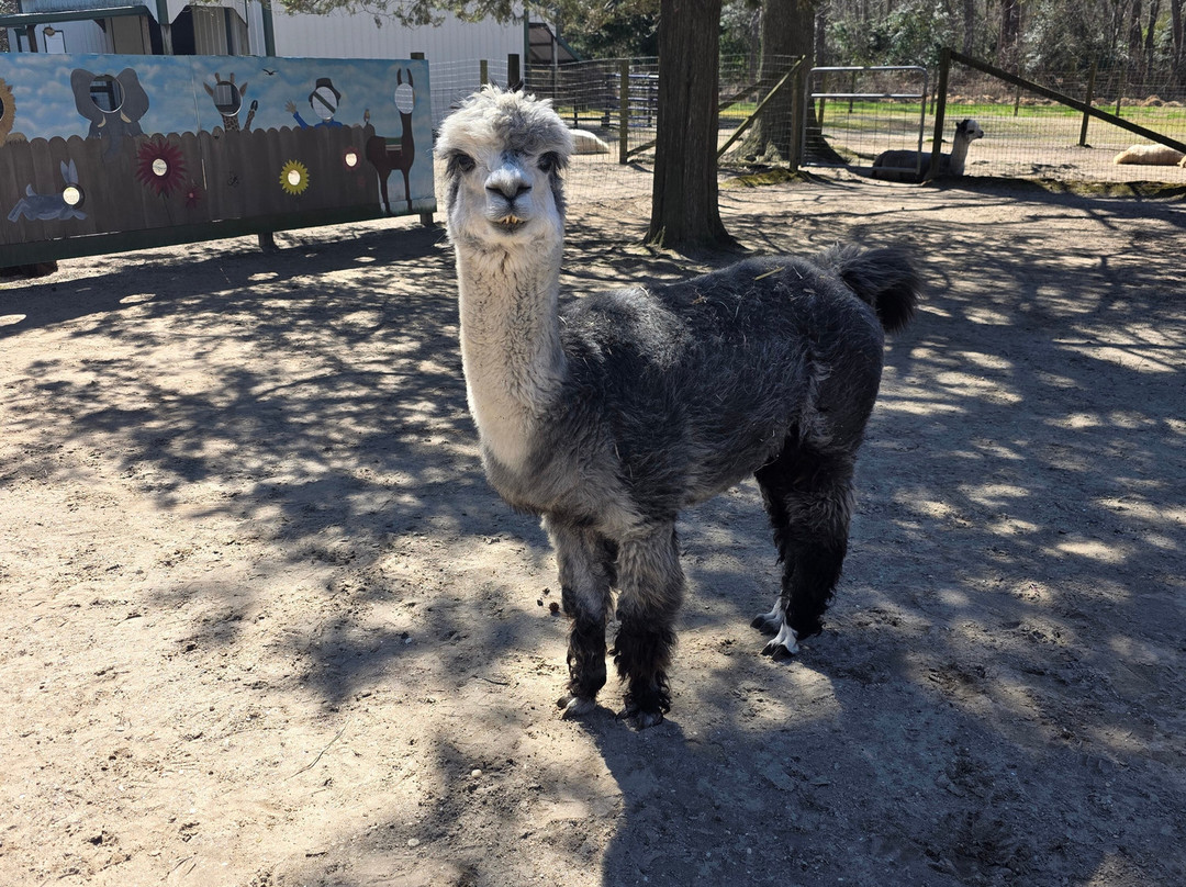 Jersey Shore Alpacas-开普梅必去景点