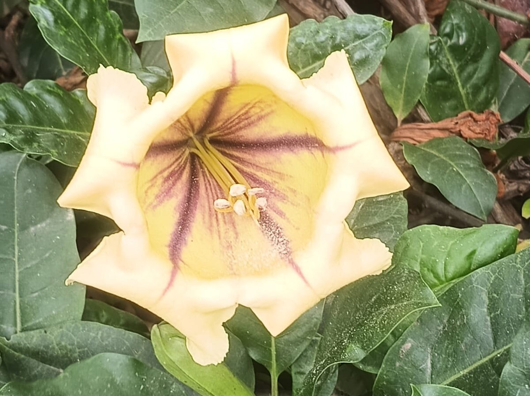Jardin Botanico del Descubrimiento de Vallehermoso-Vallehermoso必去景点