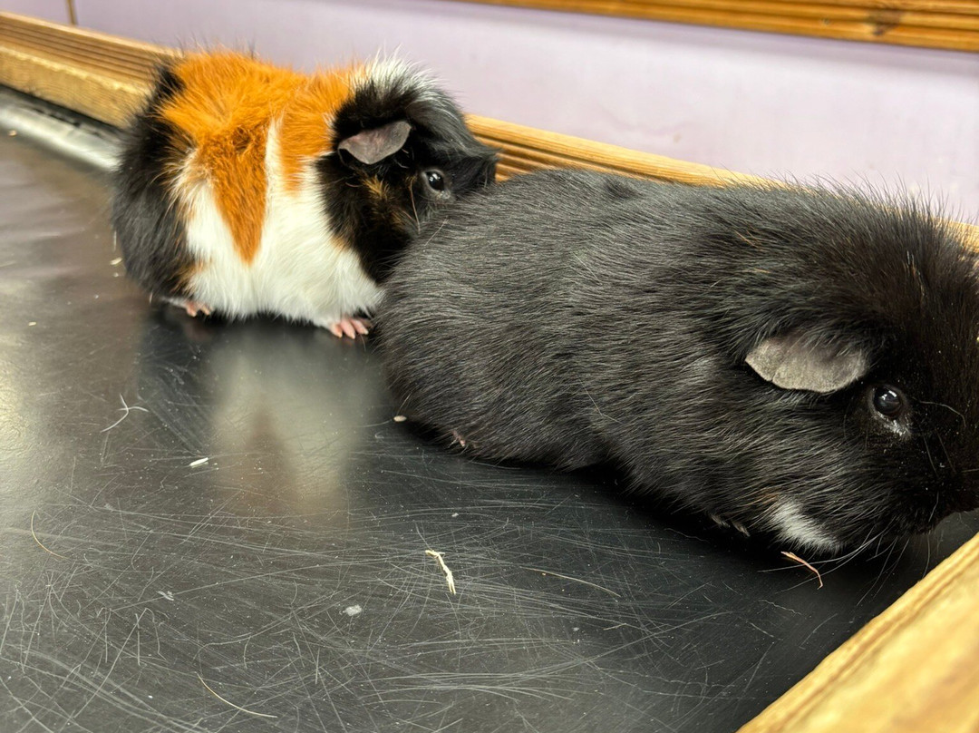 Blackberry Farm Park-刘易斯必去景点