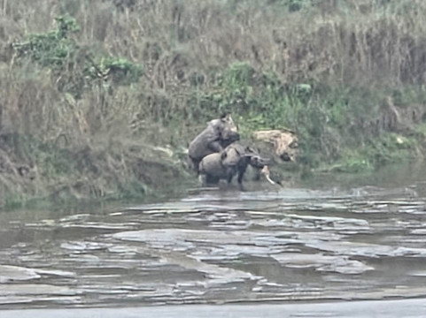 Wildlife Adventure Tours-奇旺国家公国必去景点