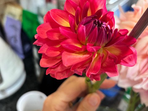 Adene's Farm Flowers-Wolseley必去景点