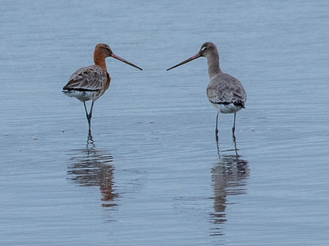 Birds Of Poole Harbour Events-普尔必去景点