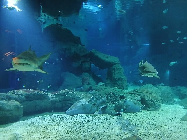 Odysseo Oceanarium Mauritius-路易士港必去景点