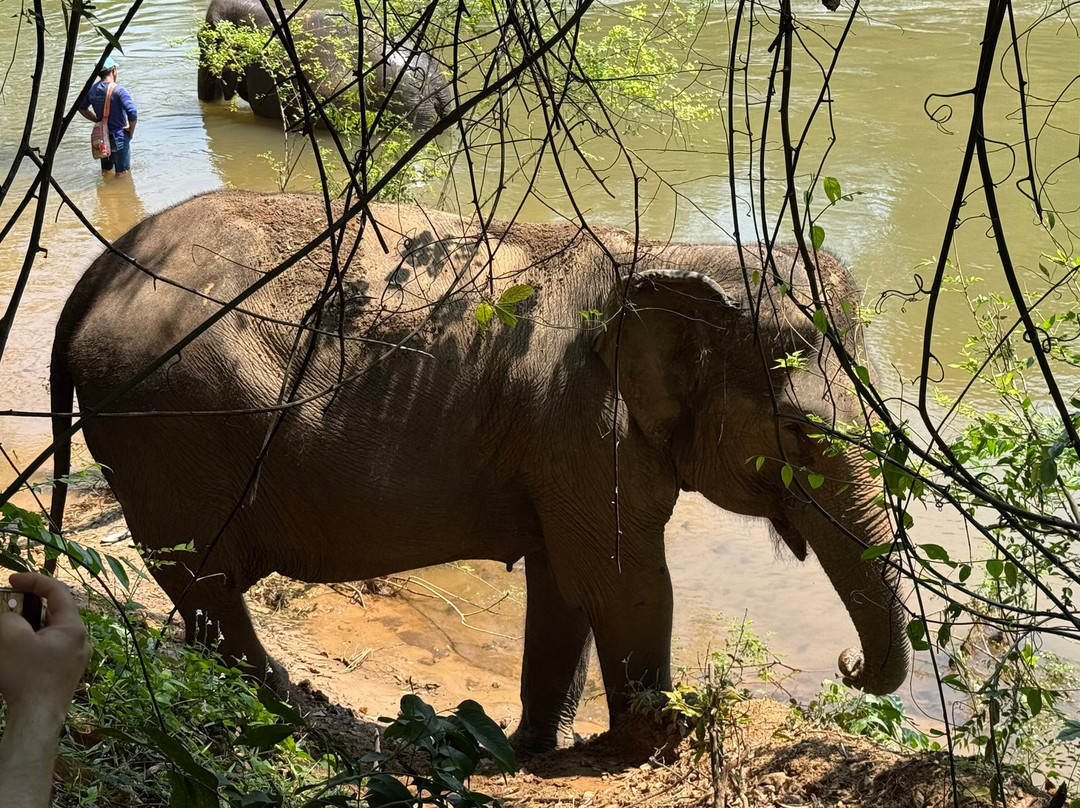 Elephant Haven-柿约必去景点