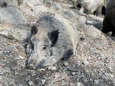 Wild - und Freizeitparkpark Allensbach Bodensee-Allensbach必去景点