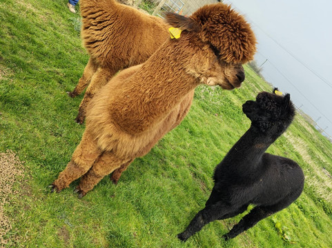 Frankly Farm Tours-Broseley必去景点