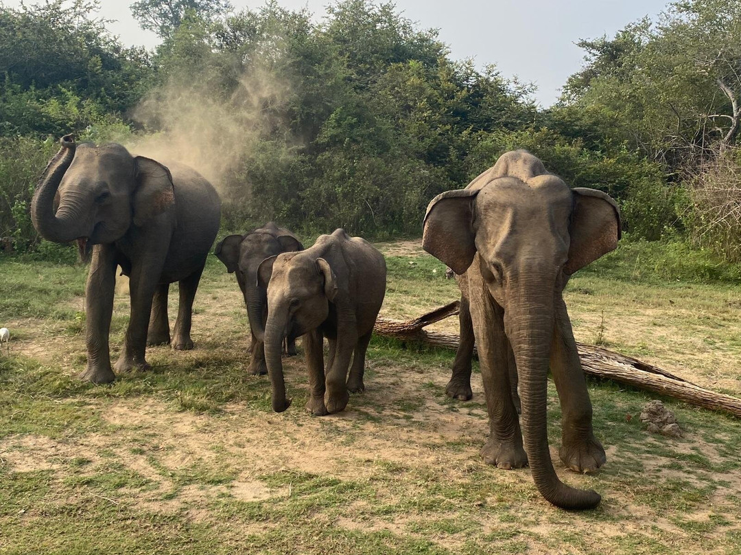 Udawalawe National Park Safari-乌达瓦拉瓦必去景点