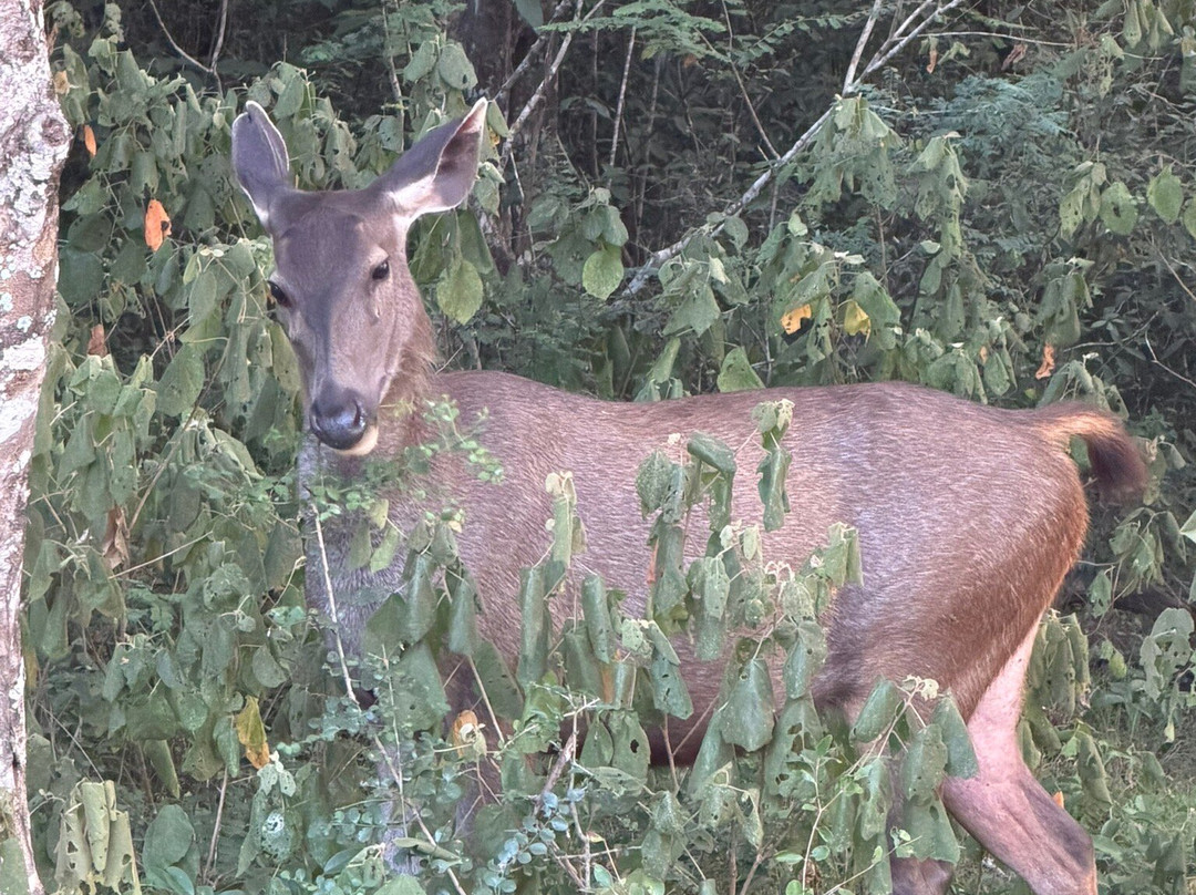 Punsisi jeep service and restaurants-Nochchiyagama必去景点