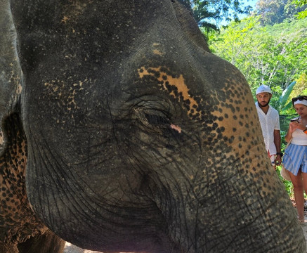 Phuket Elephant Nature Reserve-他朗必去景点