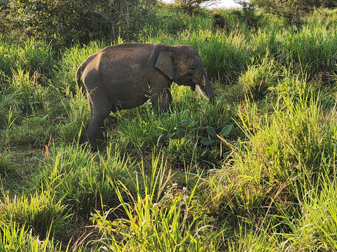 Dazzling Tours-康提必去景点