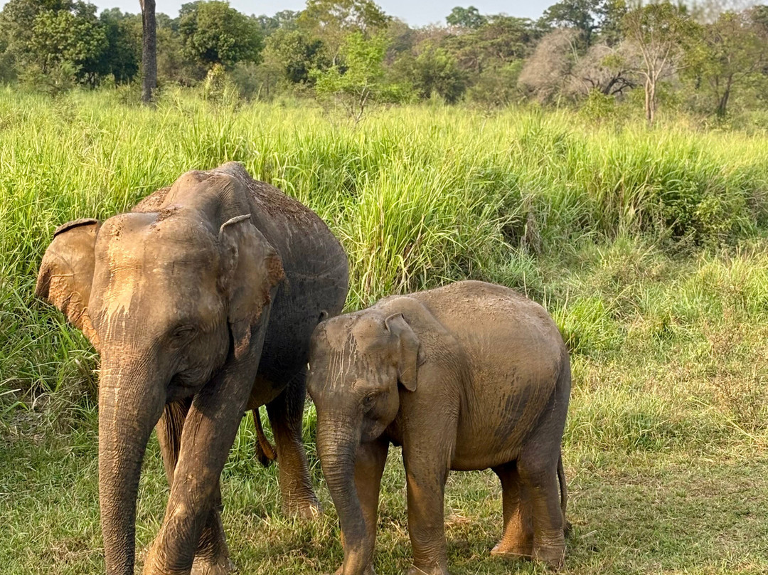 Kaudulla & Minneriya Friendly Jeep Safari-哈巴拉娜必去景点