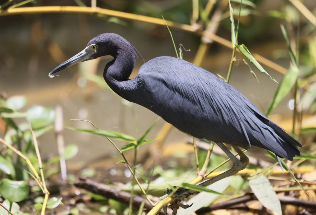 La Perla del Sur Adventures-Sierpe必去景点