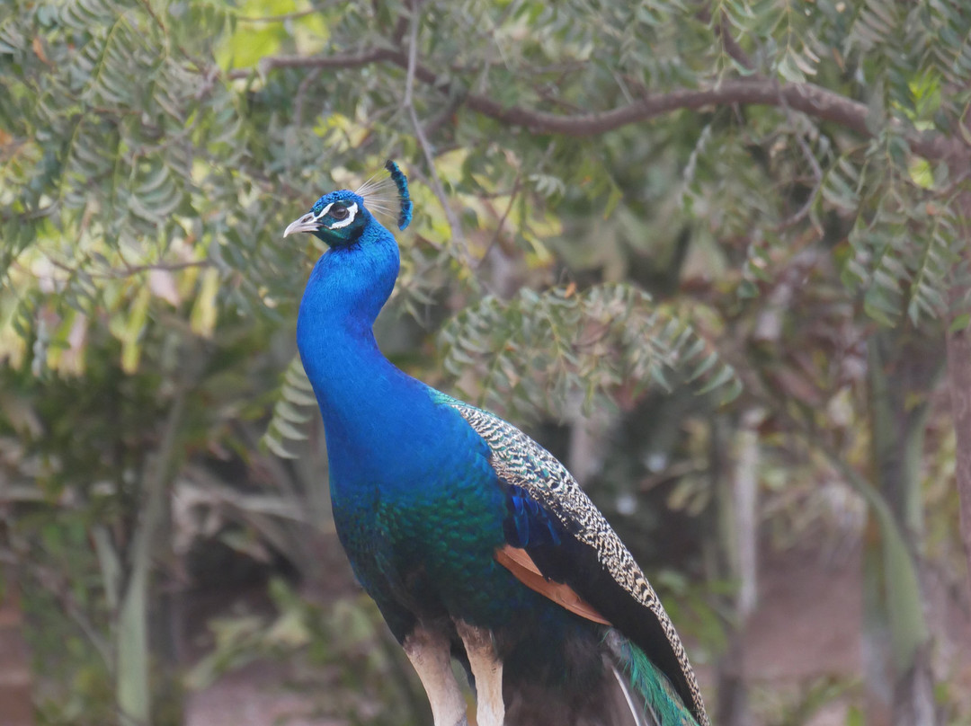 Viveiro, Botanical Garden & Zoo di Terra-圣塔玛丽亚必去景点