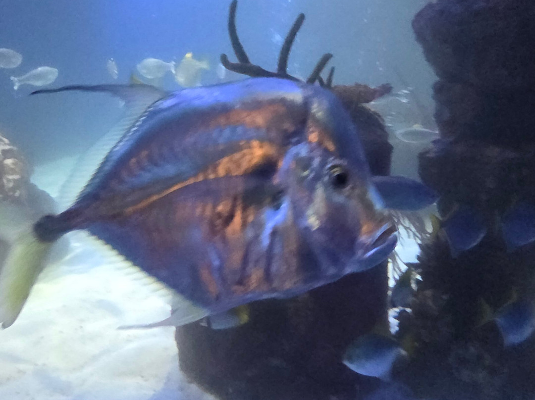 Sea Life Scarborough-斯卡伯勒必去景点