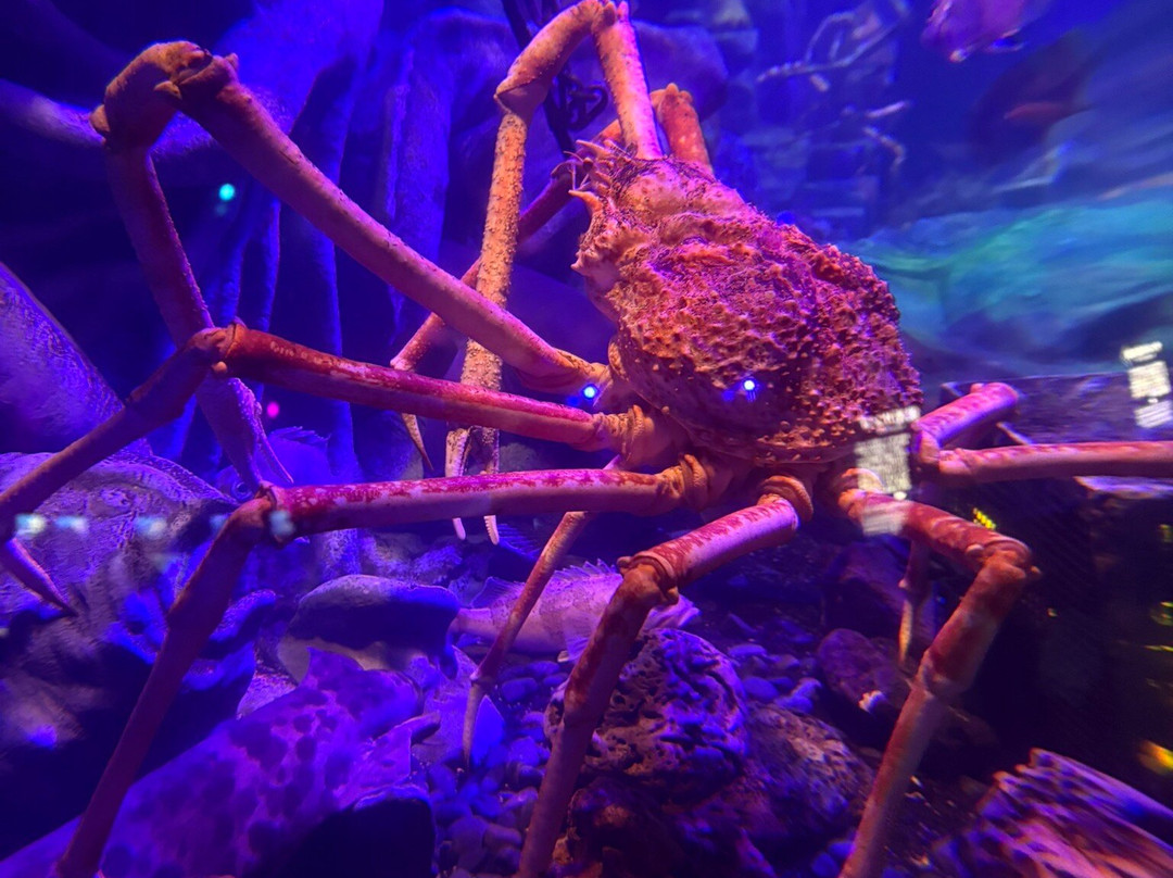Numazu Deep Sea Aquarium-沼津市必去景点