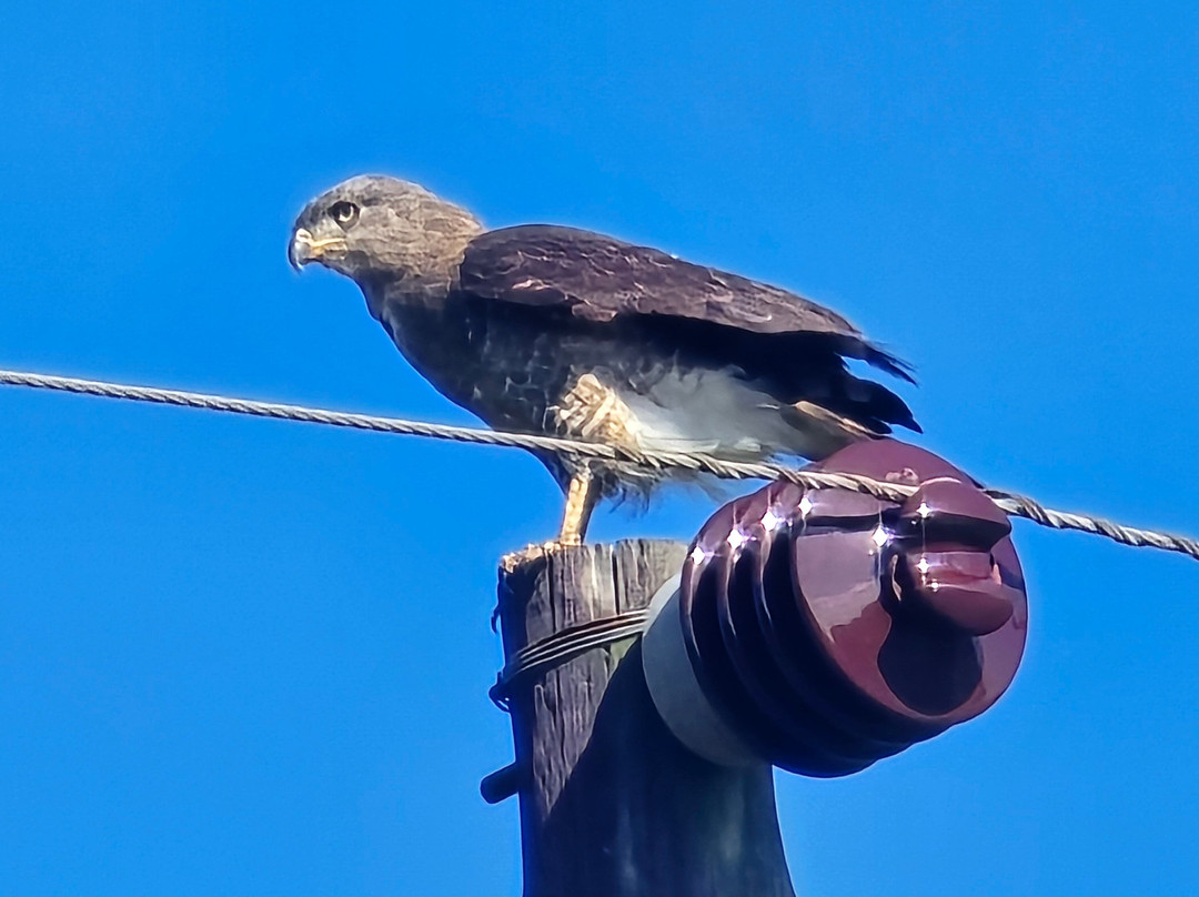 St.lucia Birds & Birding-圣露西亚必去景点