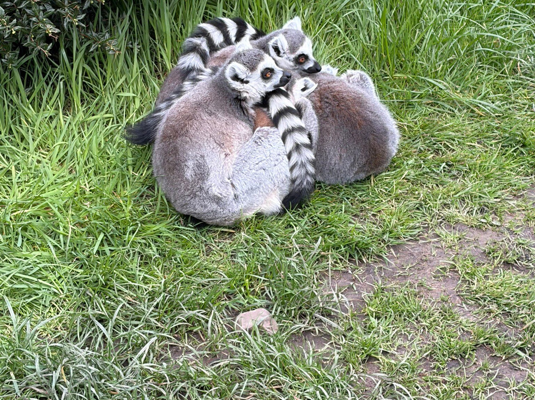 Peak Wildlife Park-Winkhill必去景点