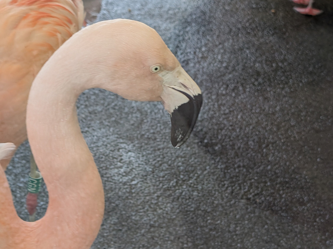 Welsh Mountain Zoo-科尔温湾必去景点