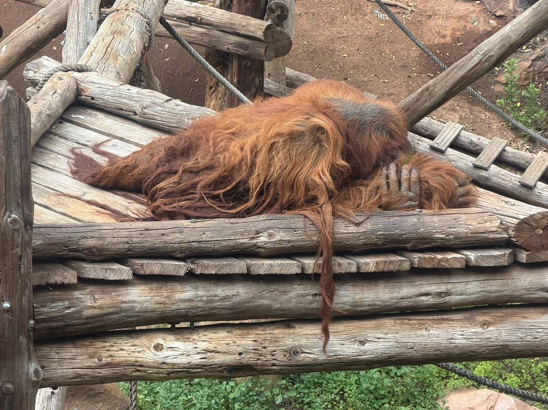 Park Las Aquilas Jungle Park-阿罗纳必去景点