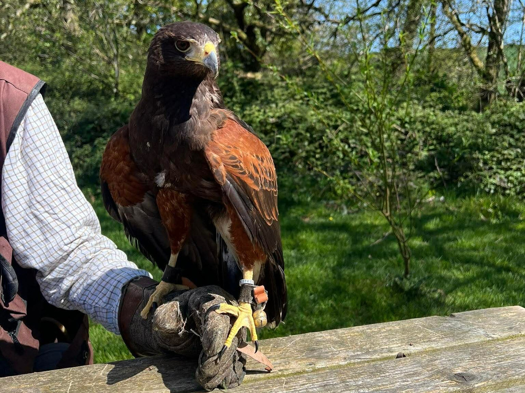 North Devon Hawk Walks-South Molton必去景点