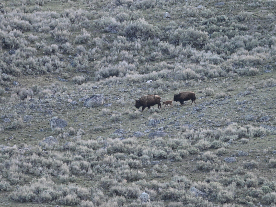 Yellowstone Wolf Tracker-加德纳必去景点