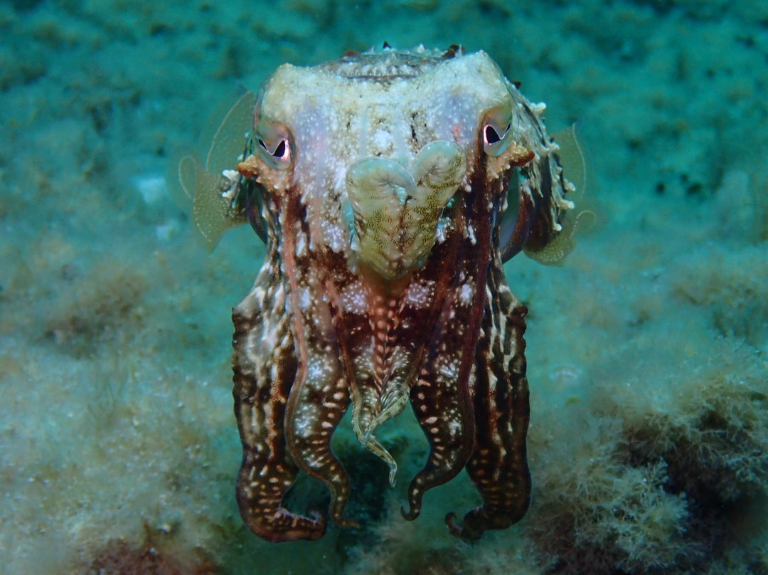 MDS My Diving School-卡拉多尔必去景点