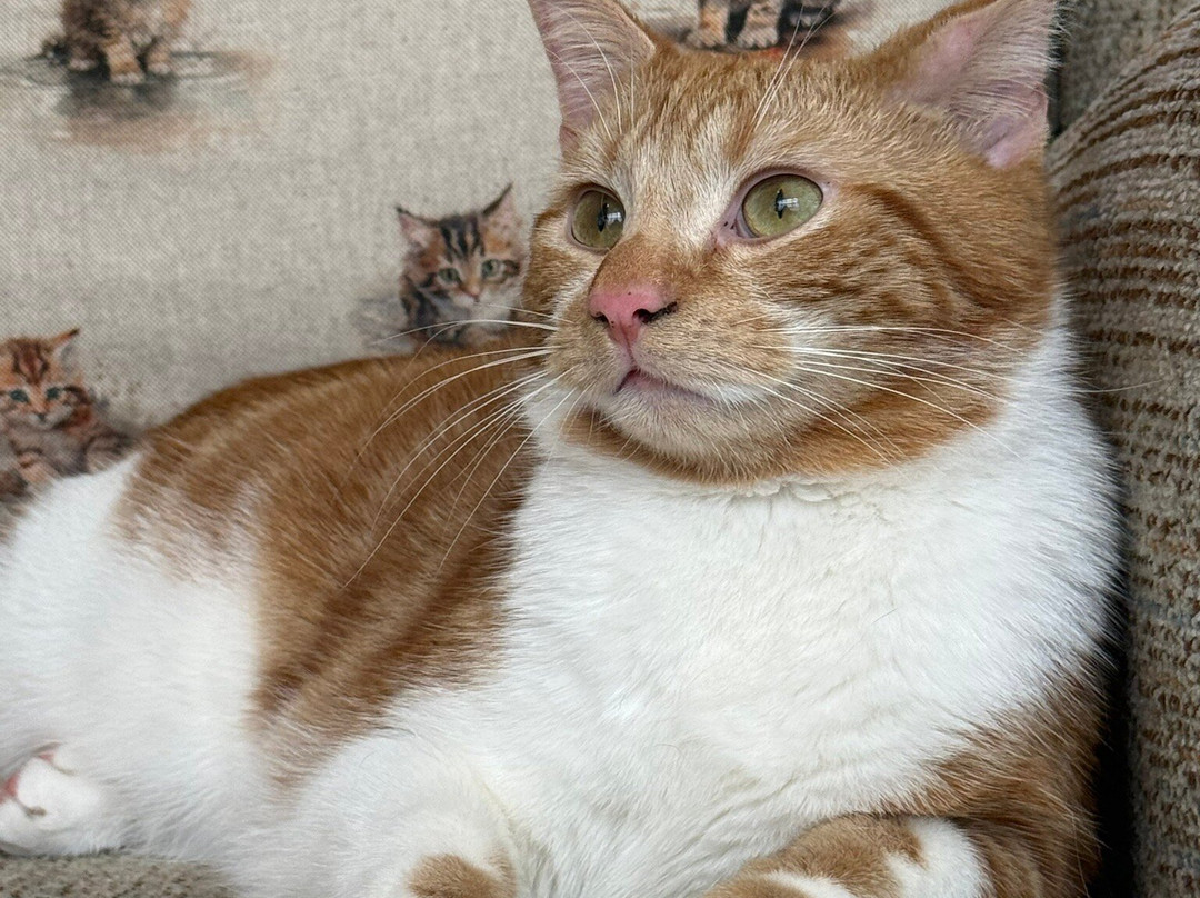 Nelson's Cat Cafe