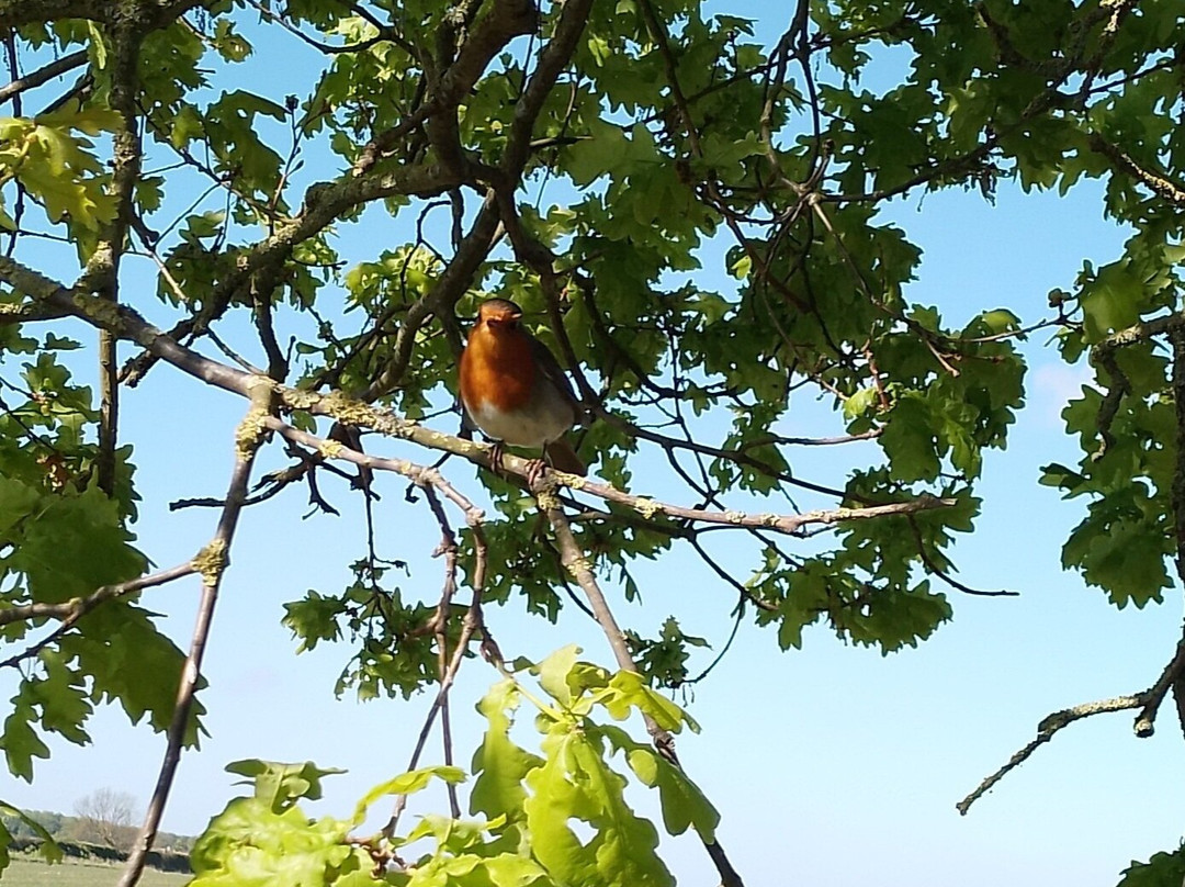 RSPB Titchwell Marsh-Titchwell必去景点