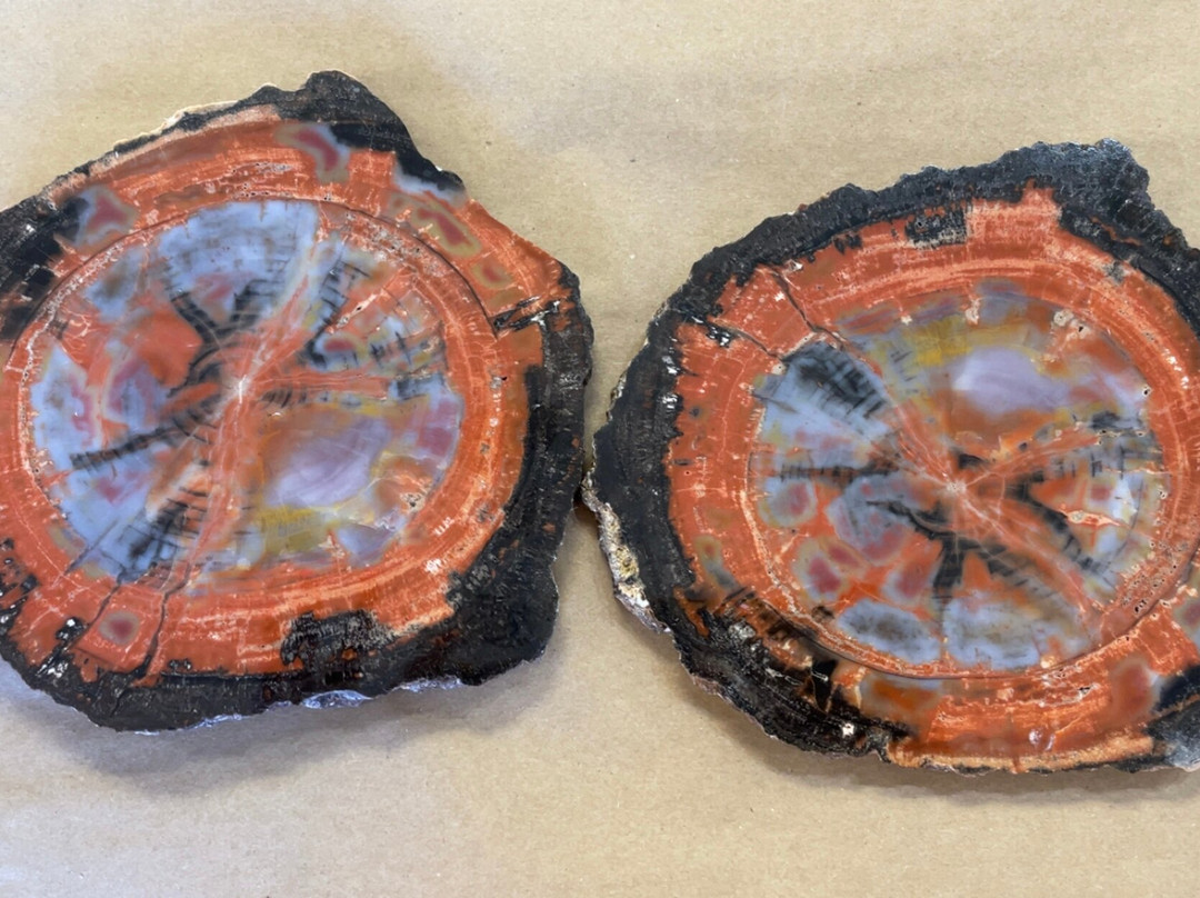 Jim Gray's Petrified Wood Co.-霍尔布鲁克必去景点