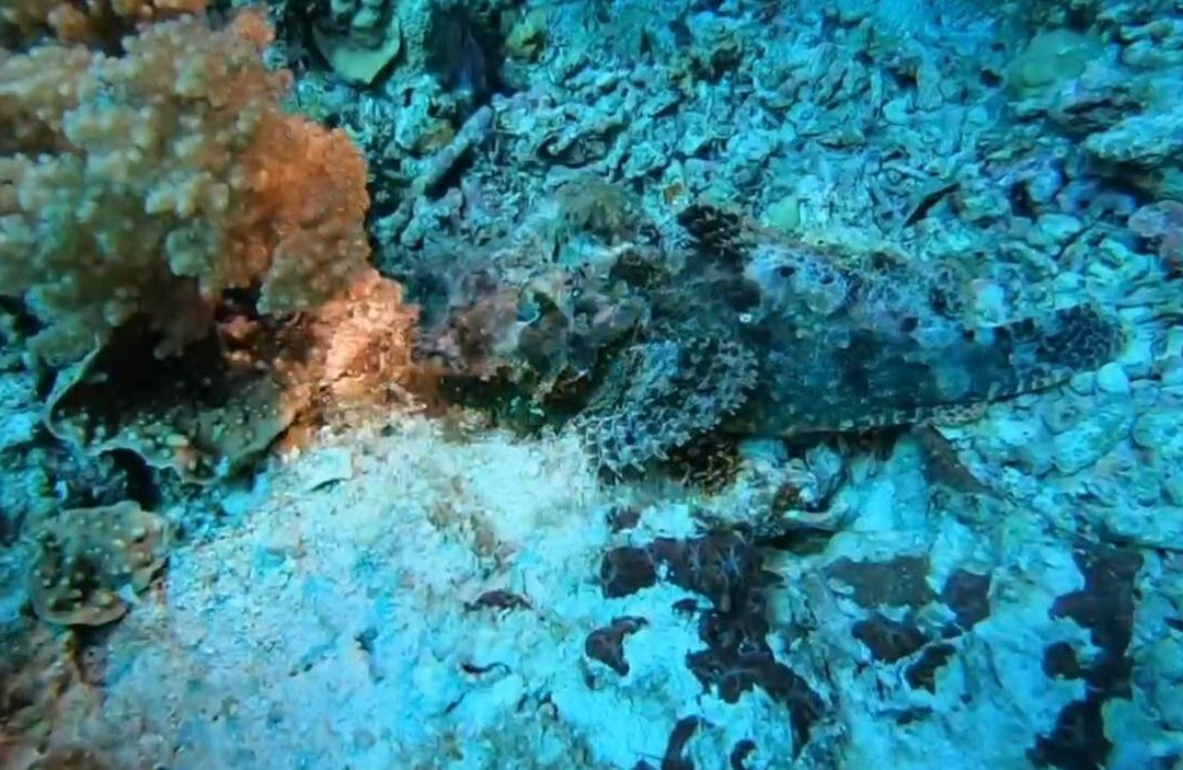 Tropical Divers Dive Center-达瑙市必去景点