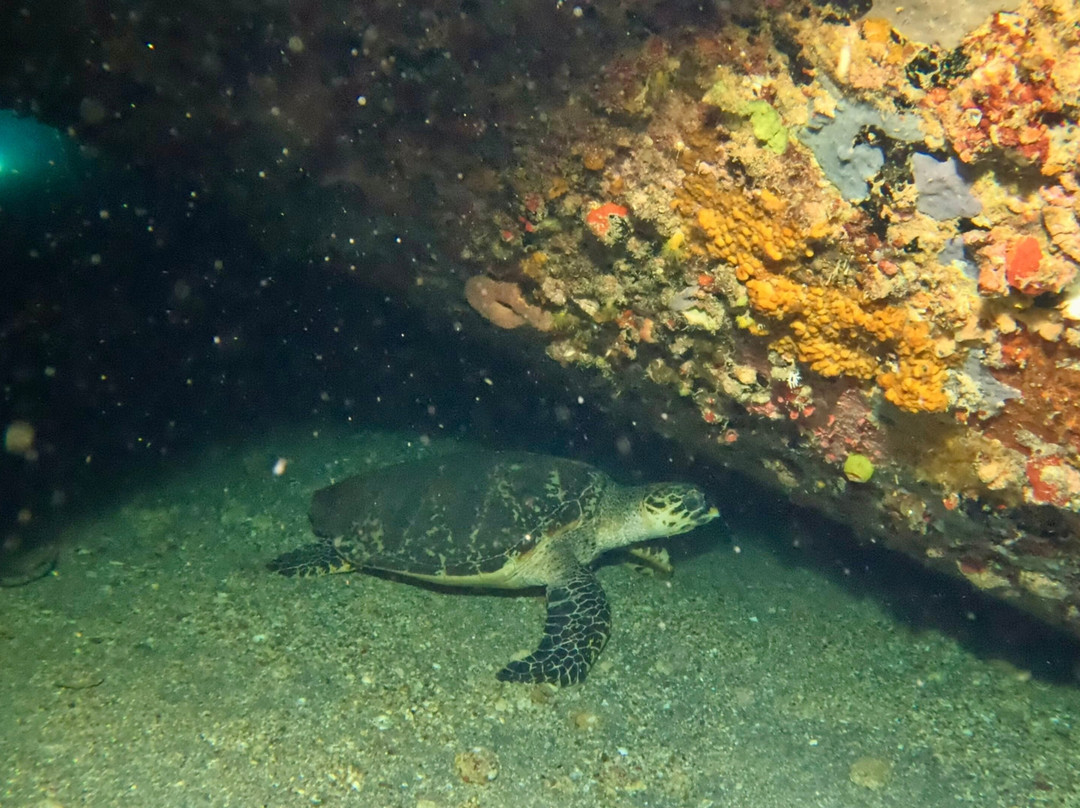 Scubaqua Dive Center-圣尤斯泰希厄斯岛必去景点
