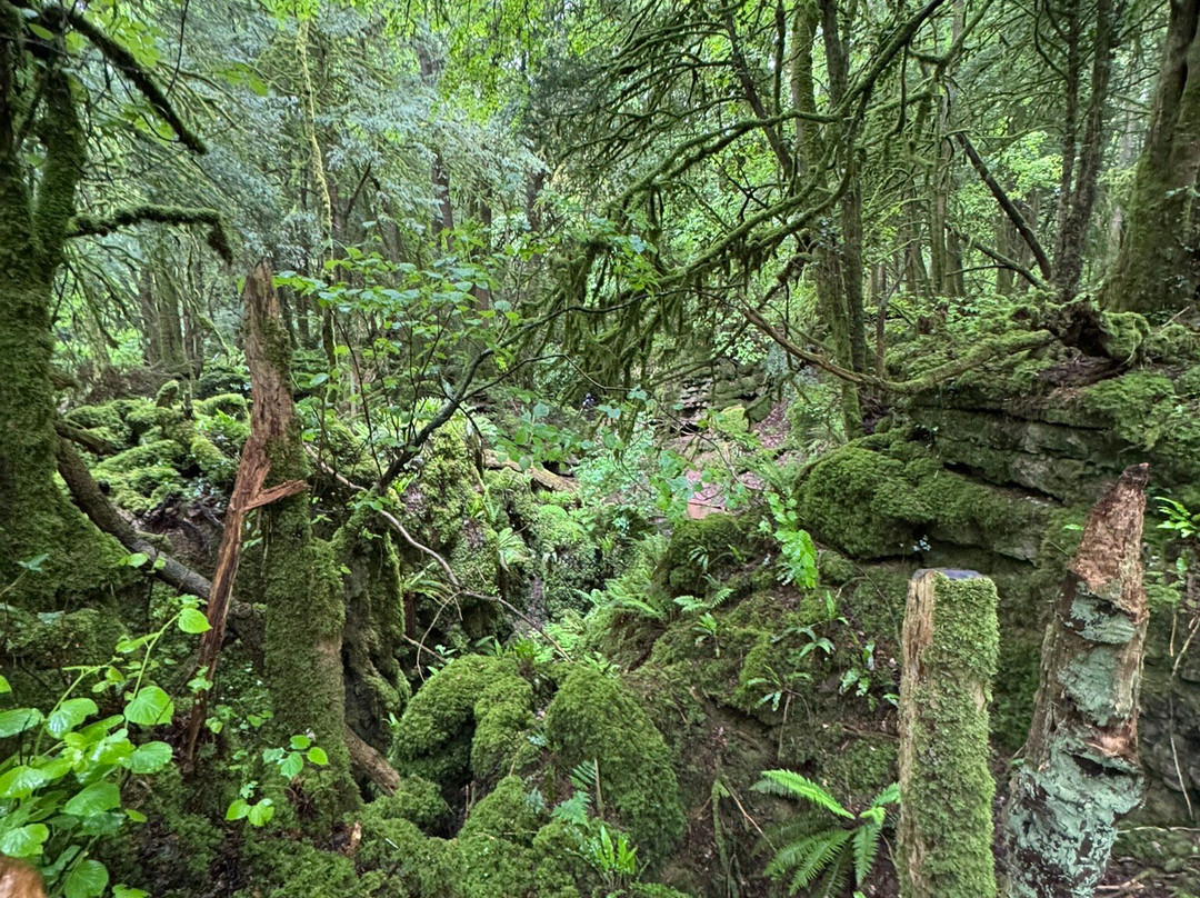 Puzzlewood-Coleford必去景点