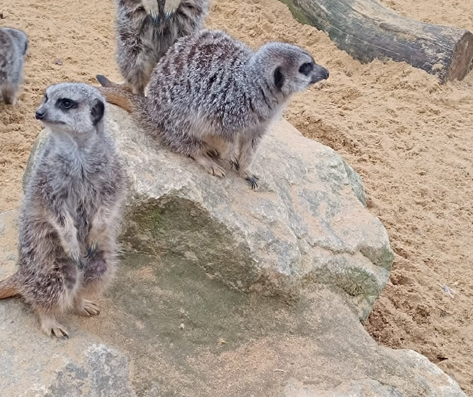 Suffolk Owl Sanctuary-Stonham Aspal必去景点