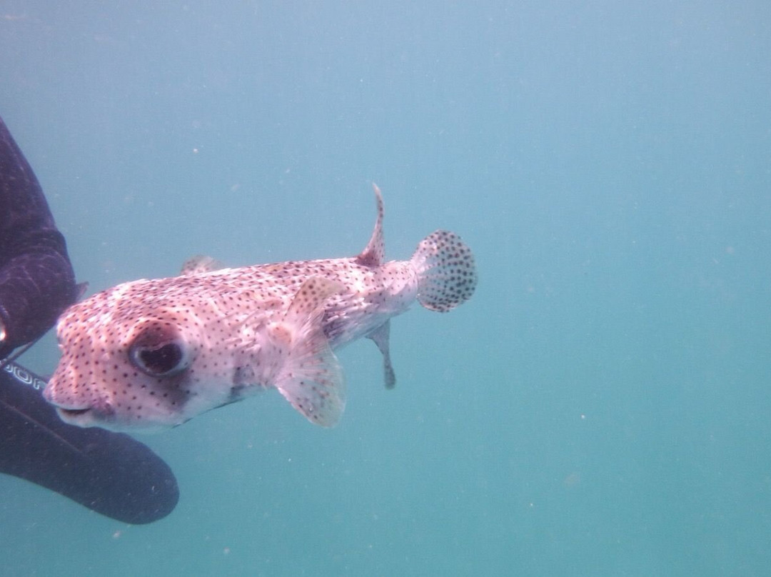 Barbados Snorkeling Tours by Hayden Browne-Holetown必去景点