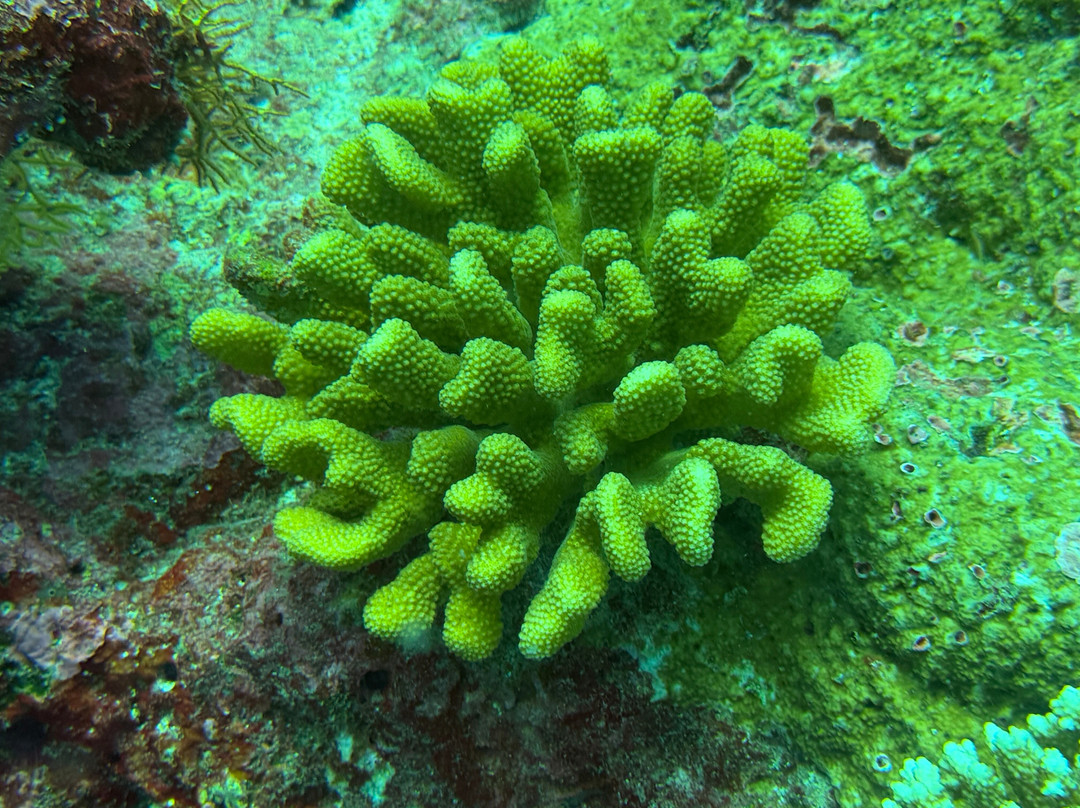 Euro-Divers Club Med Kani-卡尼翡诺岛必去景点