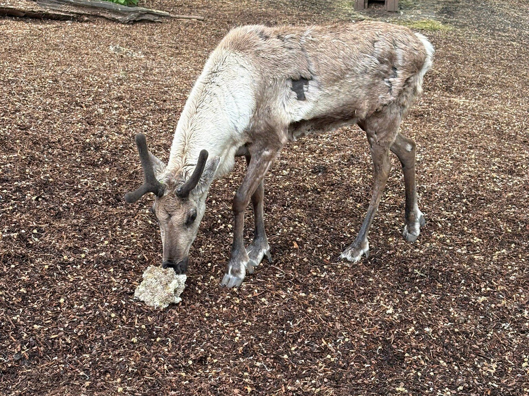 Pairi Daiza Resort主图
