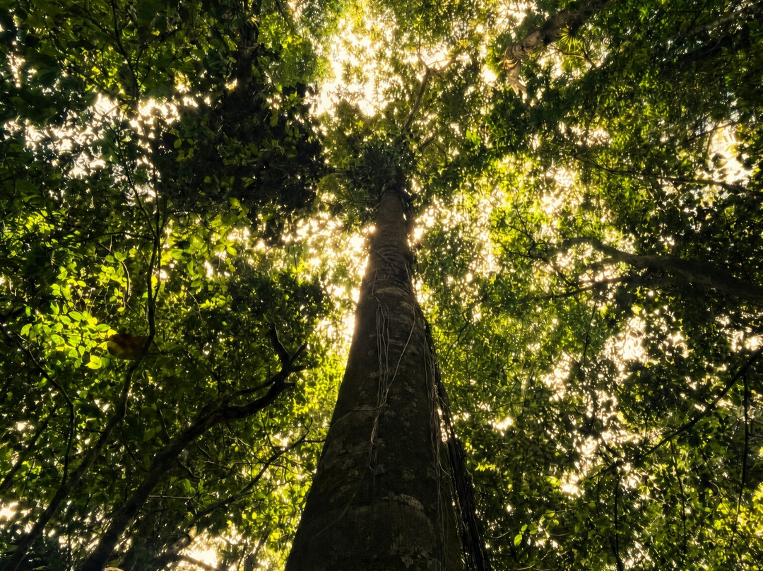 Nuakú Jungle