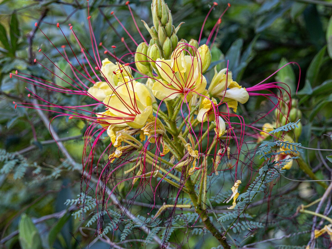 Jardin Botanico de Castilla-La Mancha-阿尔瓦塞特必去景点
