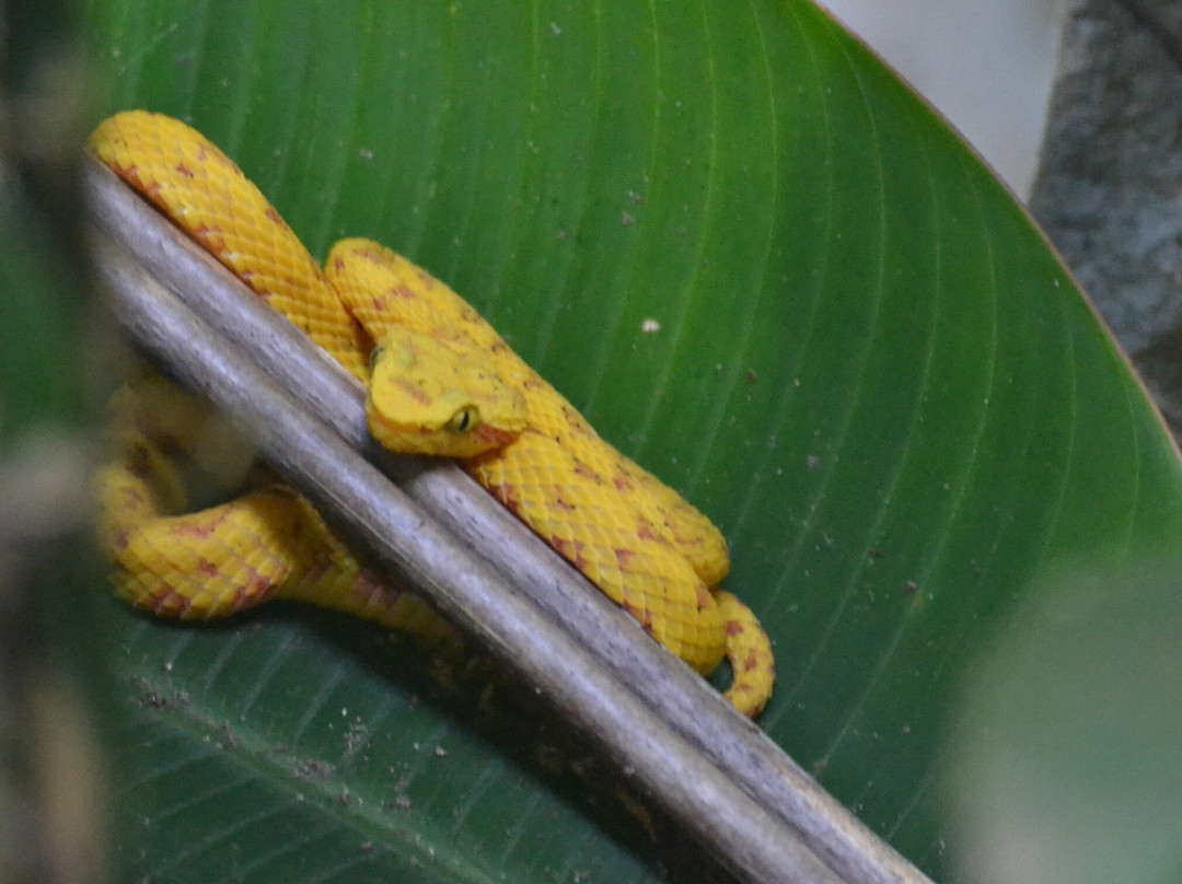Veragua Rainforest Park-利蒙港必去景点