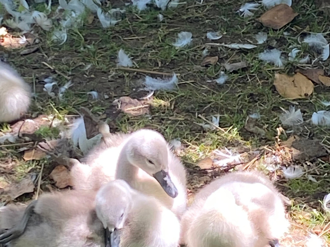 Abbotsbury Swannery-Abbotsbury必去景点