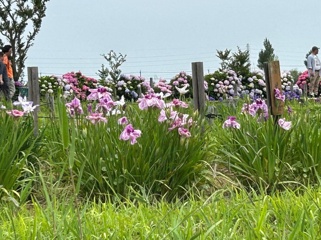 Suigo Sawara Iris Matsuri-香取市必去景点