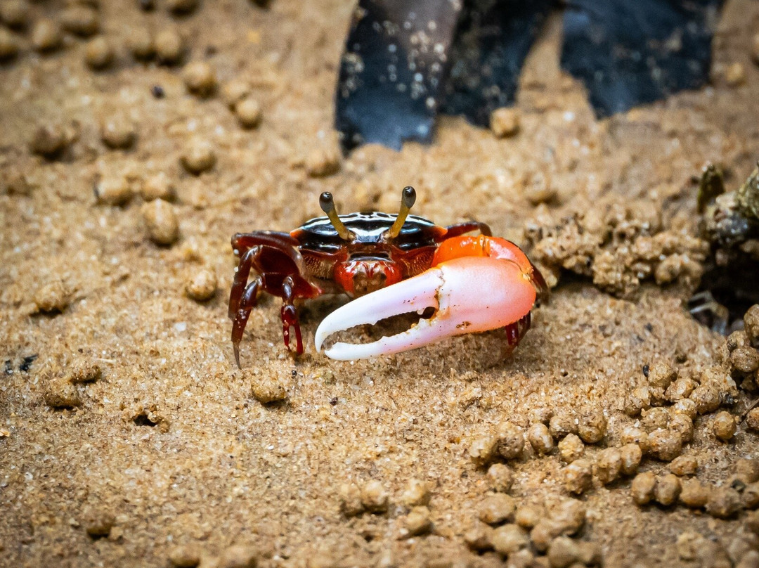 Bako National Park-古晋必去景点