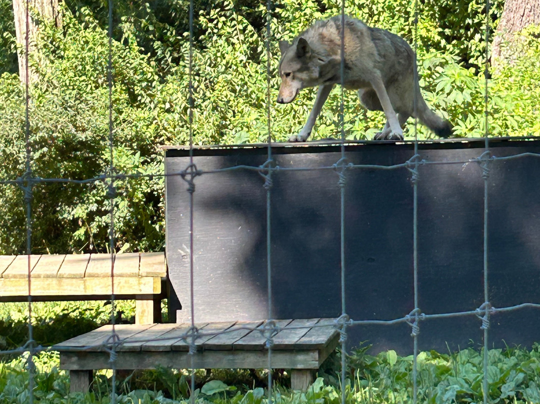 Wolf Sanctuary of PA-利蒂茨必去景点