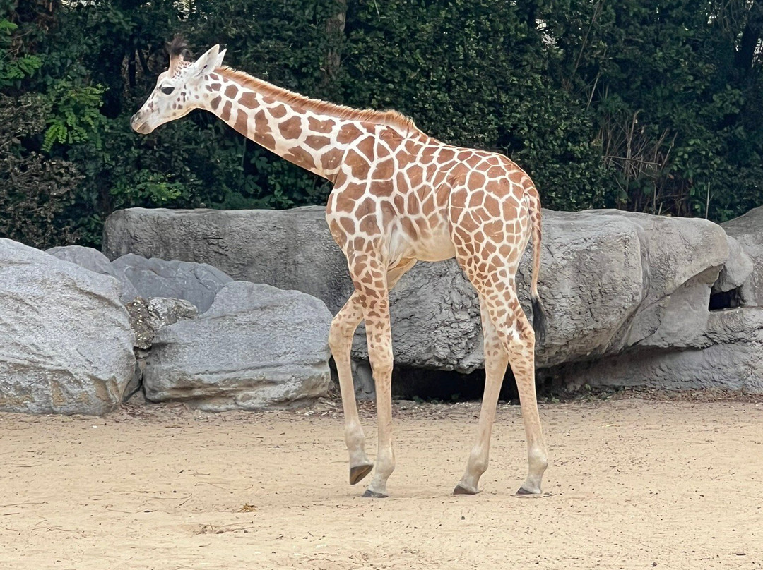 Zoo de La Palmyre-La Palmyre-Les Mathes必去景点