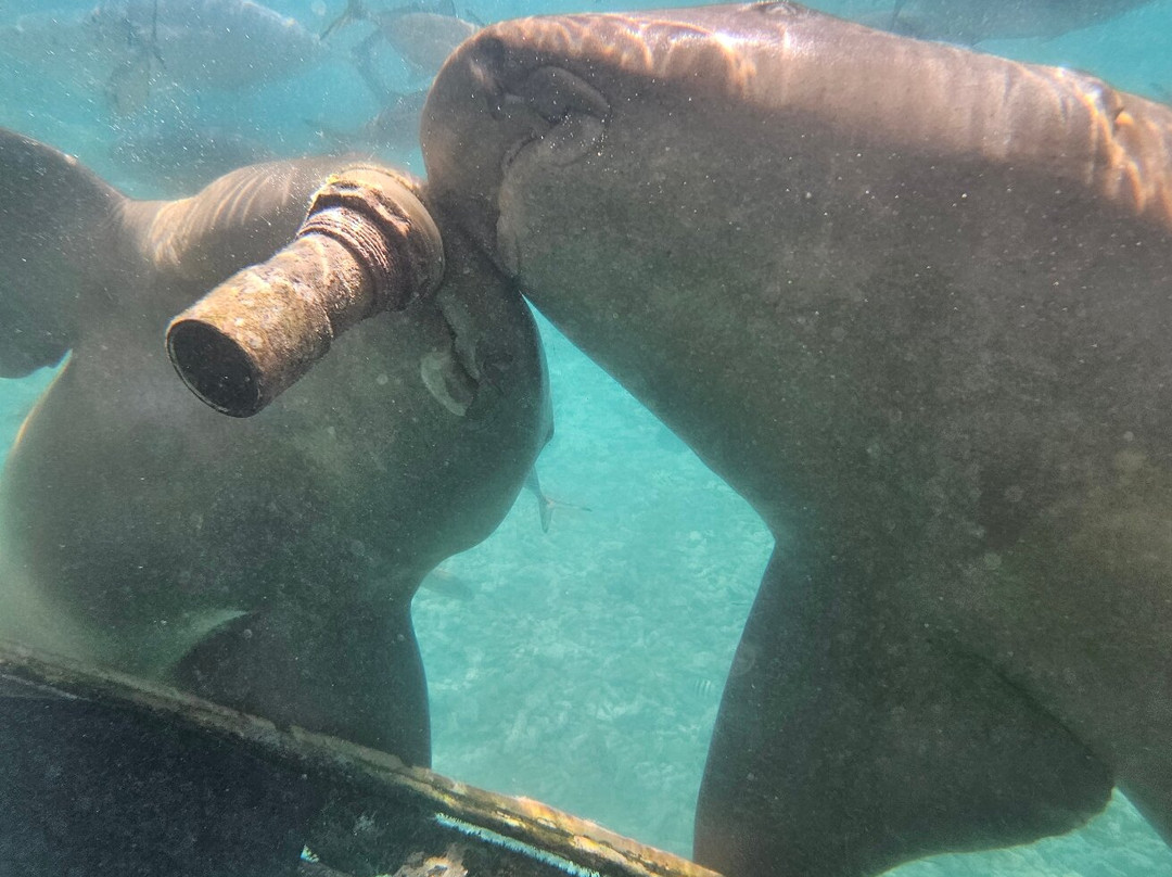 Curaçao Sea Aquarium-威廉斯塔德必去景点