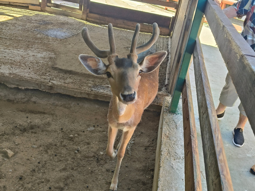 Camel Park Sunny Beach-拉夫达必去景点