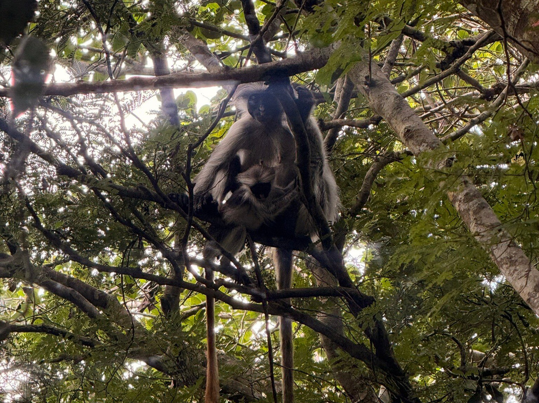 Jozani Chwaka Bay National Park-桑给巴尔岛必去景点