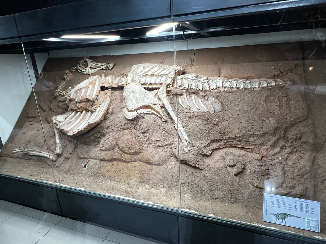 The Natural History Museum Of Mongolia-乌兰巴托必去景点
